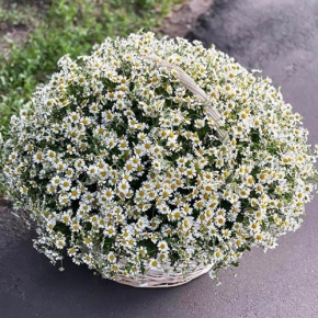 Композиция в корзине из 151 ромашки в Щелково