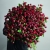 Монобукет из 75 кустовых роз Марун (70 см) в Щелково