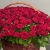 Композиция в корзине из 151 красной розы в Щелково