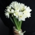 Букет из 25 нарциссов в Щелково Букет из 25 нарциссов в Щелково